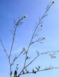 Attēlu rezultāti vaicājumam “Sisymbrium volgense”