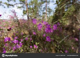 Attēlu rezultāti vaicājumam “Inula britannica flower”