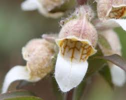 Image result for Digitalis lanata