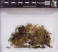 Attēlu rezultāti vaicājumam “Pleurozium schreberi sporophyte”