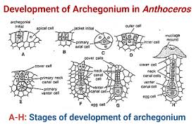 Attēlu rezultāti vaicājumam “Anthocerotopsida”