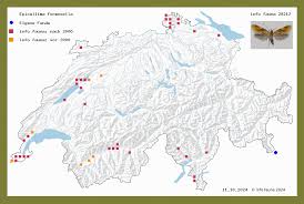 Attēlu rezultāti vaicājumam “Epicallima formosella”