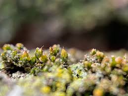 Attēlu rezultāti vaicājumam “Orthotrichum anomalum sporophyte”