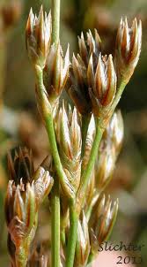 Attēlu rezultāti vaicājumam “Juncus compressus fruit”