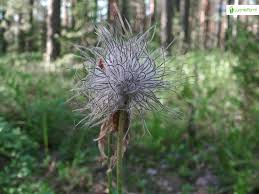 Attēlu rezultāti vaicājumam “Pulsatilla patens leaf”