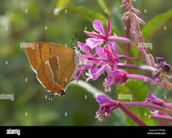Attēlu rezultāti vaicājumam “Thecla betulae female”
