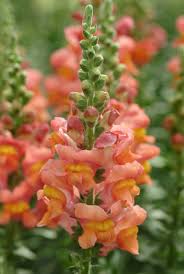 Attēlu rezultāti vaicājumam “Antirrhinum majus”