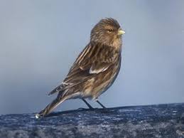 Image result for twite photo