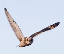 Attēlu rezultāti vaicājumam “Asio flammeus adult”