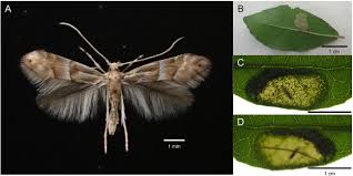 Attēlu rezultāti vaicājumam “Phyllonorycter sp.”