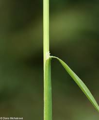 Attēlu rezultāti vaicājumam “Dactylis polygama”