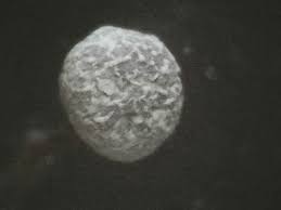 Attēlu rezultāti vaicājumam “Physarum viride var. aurantium”