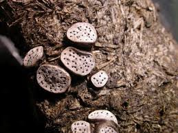 Attēlu rezultāti vaicājumam “Poronia punctata”