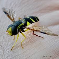 Attēlu rezultāti vaicājumam “Xanthogramma sp. male”
