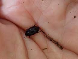 Attēlu rezultāti vaicājumam “Ilybius sp.”