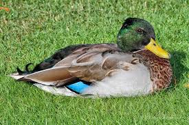 Attēlu rezultāti vaicājumam “Anas platyrhynchos male”