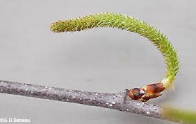 Attēlu rezultāti vaicājumam “Betula pendula flower”