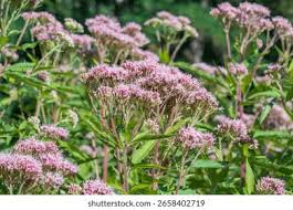 Image result for Eupatorium cannabinum