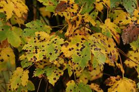 Attēlu rezultāti vaicājumam “Rhytisma acerinum”