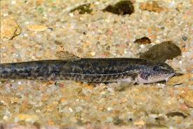 Attēlu rezultāti vaicājumam “Barbatula barbatula”