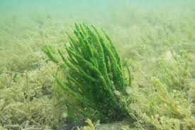 Attēlu rezultāti vaicājumam “Spongilla lacustris”