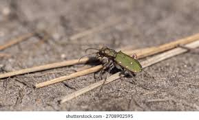 Attēlu rezultāti vaicājumam “Cicindela campestris imago”