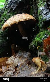 Attēlu rezultāti vaicājumam “Stropharia albocrenulata”