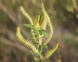 Attēlu rezultāti vaicājumam “Salix triandra male flower”