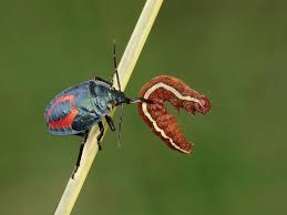 Attēlu rezultāti vaicājumam “Jalla dumosa”