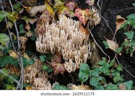 Attēlu rezultāti vaicājumam “Ramaria stricta”