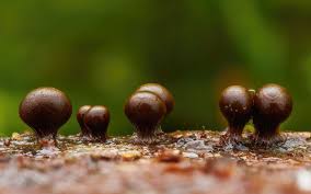 Attēlu rezultāti vaicājumam “Symphytocarpus trechisporus sessile”