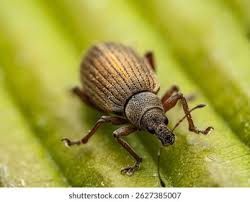 Attēlu rezultāti vaicājumam “Polydrusus mollis”