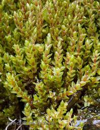 Attēlu rezultāti vaicājumam “Bryum schleicheri”