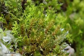 Attēlu rezultāti vaicājumam “Bryales”