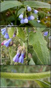 Attēlu rezultāti vaicājumam “Symphytum asperum”