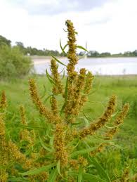 Attēlu rezultāti vaicājumam “Rumex maritimus fruit”