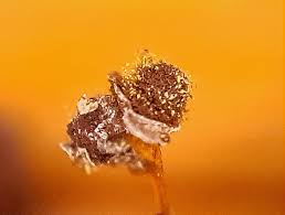 Attēlu rezultāti vaicājumam “Physarum penetrale”