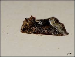 Attēlu rezultāti vaicājumam “Oligia sp.”