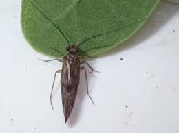 Attēlu rezultāti vaicājumam “Metylophorus nebulosus”