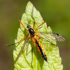 Attēlu rezultāti vaicājumam “Dictenidia bimaculata male”