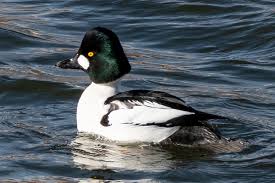 Attēlu rezultāti vaicājumam “Bucephala clangula juvenile”