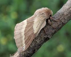 Attēlu rezultāti vaicājumam “Malacosoma castrensis male”