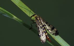 Attēlu rezultāti vaicājumam “Panorpa communis imago”