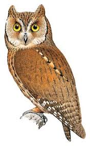 Image result for Otus scops