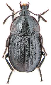 Attēlu rezultāti vaicājumam “Phosphuga atrata”