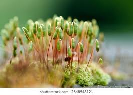 Attēlu rezultāti vaicājumam “Mnium hornum sporophyte”