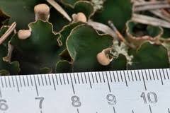 Attēlu rezultāti vaicājumam “Peltigera malacea”