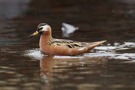 Attēlu rezultāti vaicājumam “Phalaropus fulicarius”