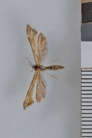 Attēlu rezultāti vaicājumam “Gillmeria pallidactyla”