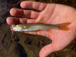 Image result for Ptychocheilus grandis